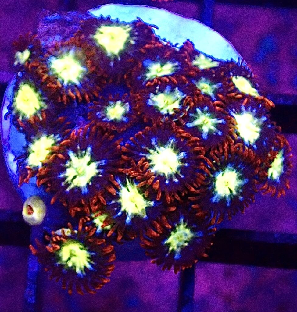 WYSIWYG Zoanthid Frag T79
