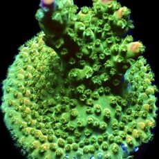 WYSIWYG 13H Rainbow Staghorn Acropora