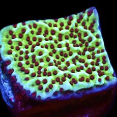 WYSIWYG 7i Jedi Mind Trick Montipora Frag