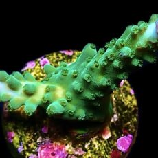 WYSIWYG 20H Blue Marvel Staghorn Acropora Frag