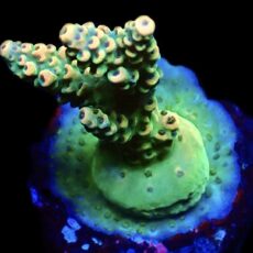 WYSIWYG 21B Limoncello Frag