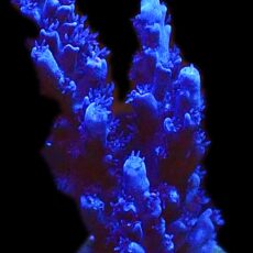 WYSIWYG M5 Blue Curacao Acropora
