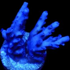 WYSIWYG M6 Blue Curacao Acropora