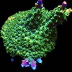 WYSIWYG 23G Rainbow Staghorn Acropora