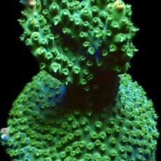 WYSIWYG 25i Rainbow Staghorn Acropora