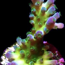 WYSIWYG 24B Violet Venom Acropora Frag