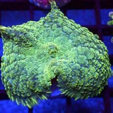 WYSIWYG N30 Ultra Rhodactis Mushroom XL