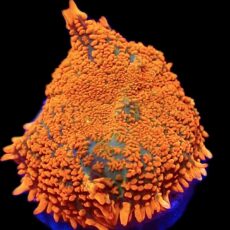 WYSIWYG N21 Ultra Rhodactis Mushroom