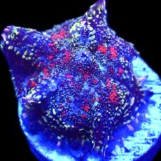 WYSIWYG N26 Ultra Rhodactis Mushroom