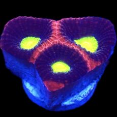 WYSIWYG N83 Dragon Soul Favia Frag
