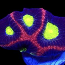 WYSIWYG N45 Dragon Soul Favia Frag