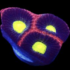WYSIWYG N62 Dragon Soul Favia Frag