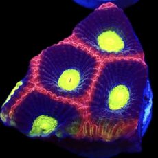 WYSIWYG N78 Dragon Soul Favia Frag