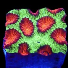 WYSIWYG N82 Ultra Australian Red Eyed  Favia Frag