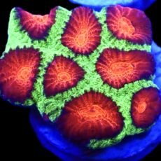 WYSIWYG N46 Ultra Australian Red Eyed  Favia Frag