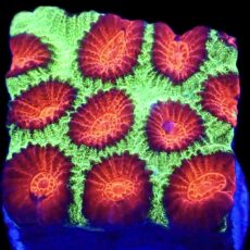 WYSIWYG N50 Ultra Australian Red Eyed  Favia Frag
