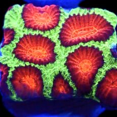 WYSIWYG N8 Ultra Australian Red Eyed  Favia Frag
