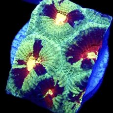 WYSIWYG N6 Ultra Australian Rainbow Favia Frag