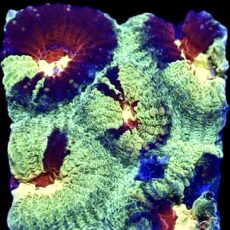WYSIWYG N20 Ultra Australian Rainbow Favia Frag