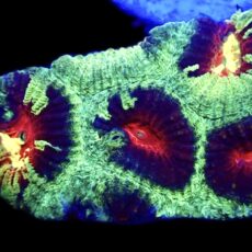 WYSIWYG N75 Ultra Australian Rainbow Favia Frag