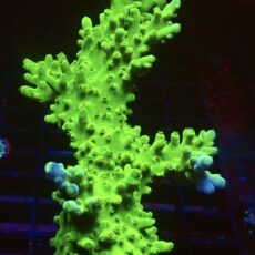 WYSIWYG L2 Nuclear Frogskin Staghorn Acropora (100mm Colony)