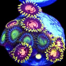 WYSIWYG Zoanthid Frag T80