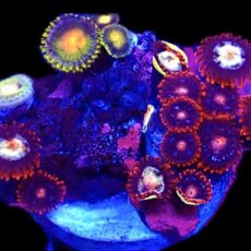 WYSIWYG Zoanthid Frag T81