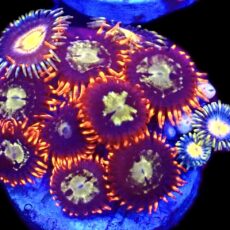 WYSIWYG Zoanthid Frag T82