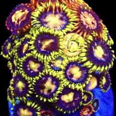 WYSIWYG Zoanthid Frag T83