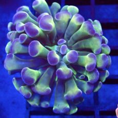 Purple/Lime Branching Hammer