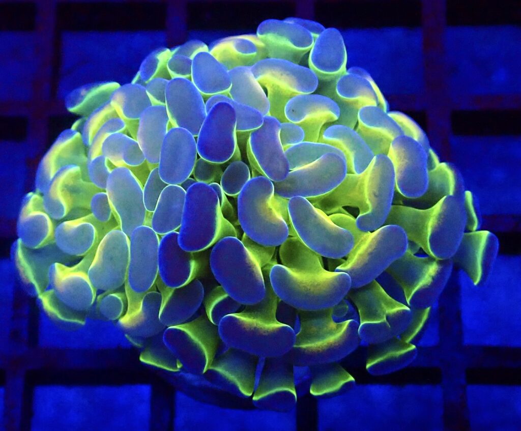 WYSIWYG Hologram Branching Hammer 73
