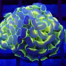 Hologram Branching Hammer 73 - (Single Head)
