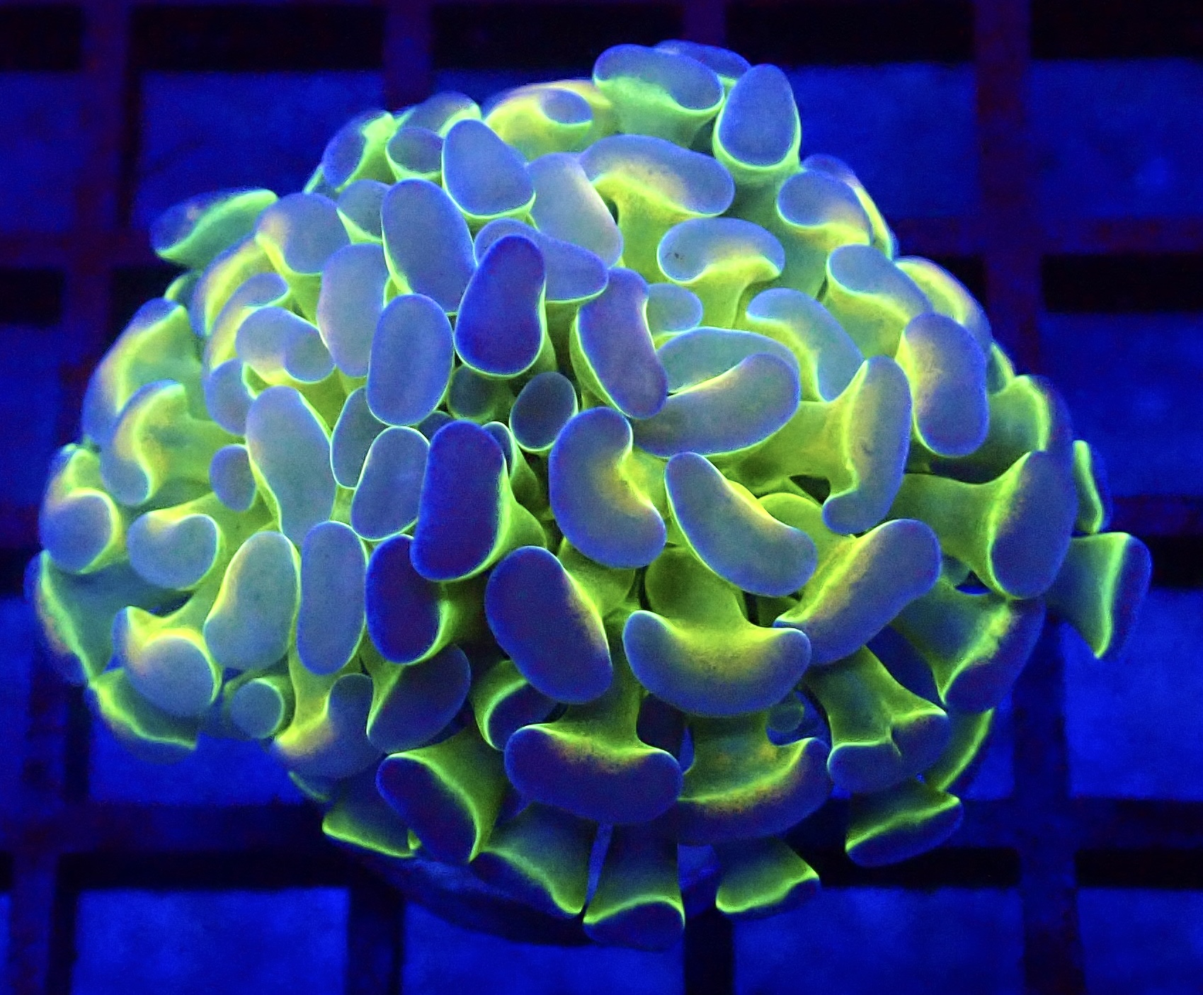 Hologram Branching Hammer 73 - (Single Head)