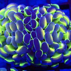 Hologram Branching Hammer 67 - (Double Head)