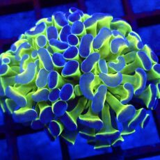 Hologram Branching Hammer 58 - (Single Head)