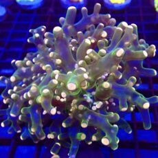 Ultra Orange Tip Emerald Frogspawn 19 - (Large Single Head)