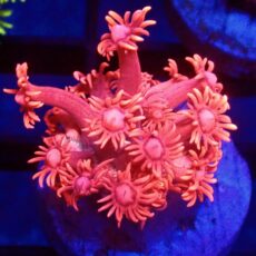 WYSIWYG Aussie Red Goniopora 80