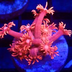 WYSIWYG Aussie Red Goniopora 26
