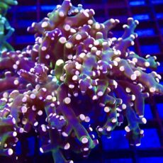 Ultra Orange Tip Emerald Frogspawn 48 (Double Head)