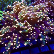 Ultra Orange Tip Emerald Frogspawn 57 - (Large Single Head)