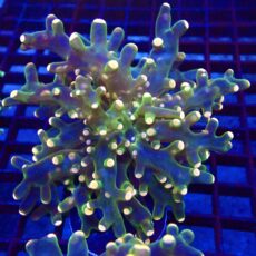 Ultra Orange Tip Emerald Frogspawn 12 - (Large Single Head)