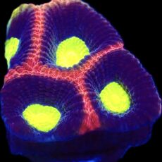 WYSIWYG N28 Dragon Soul Favia Frag