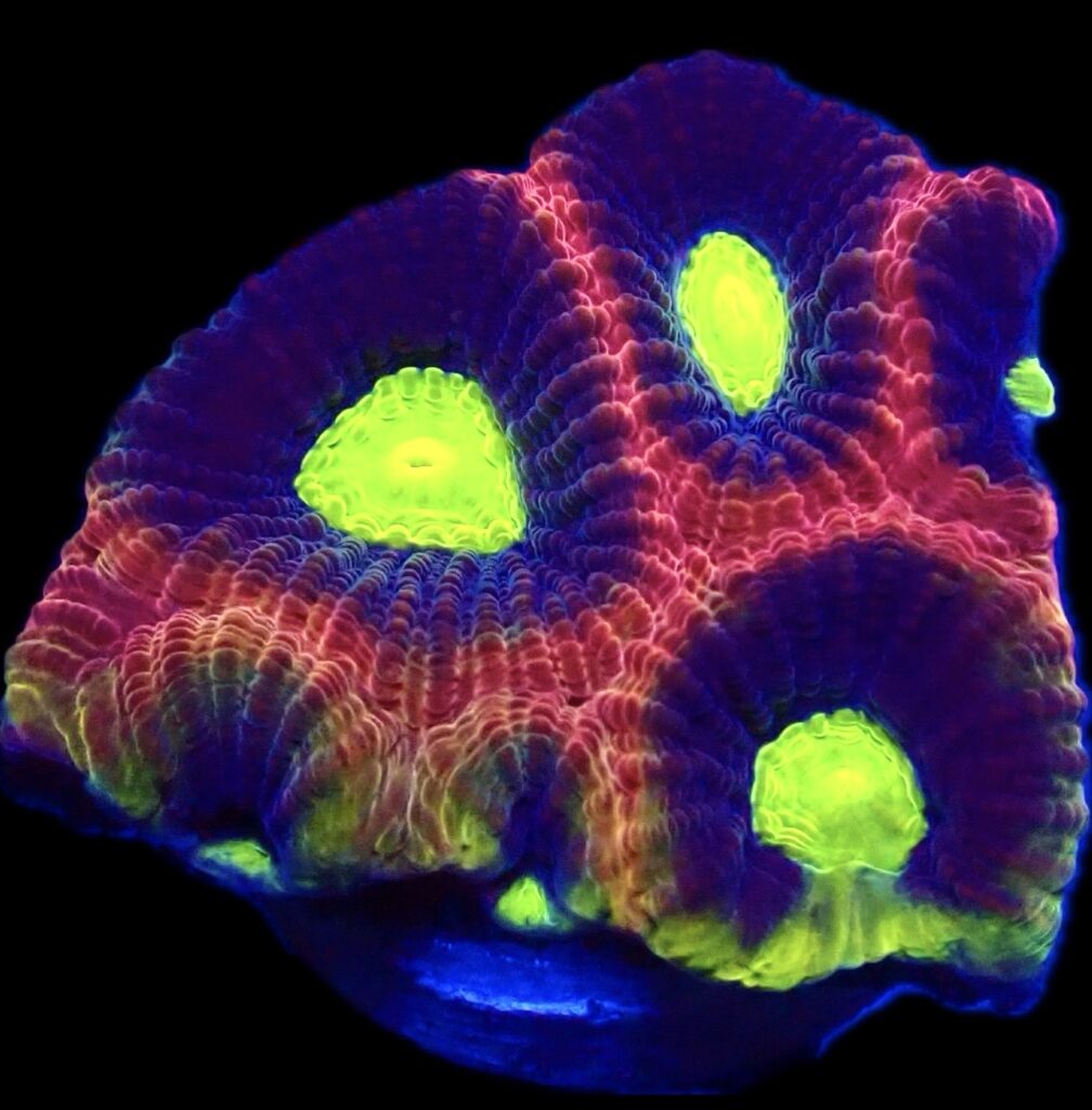 WYSIWYG N84 Dragon Soul Favia Frag