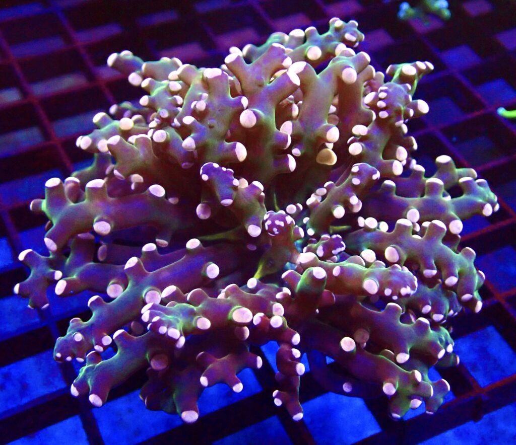 WYSIWYG Ultra Orange Tip Emerald Frogspawn 32