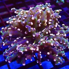 WYSIWYG Ultra Orange Tip Emerald Frogspawn 32