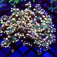 WYSIWYG Ultra Orange Tip Emerald Frogspawn 17 (Double Head)