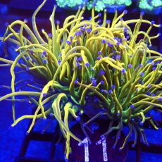 WYSIWYG Rainbow Grail Torch Euphyllia Double Head 11