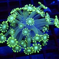 Super Green Floral Alvepora Large Frag 33 (Over 40 Polyps)