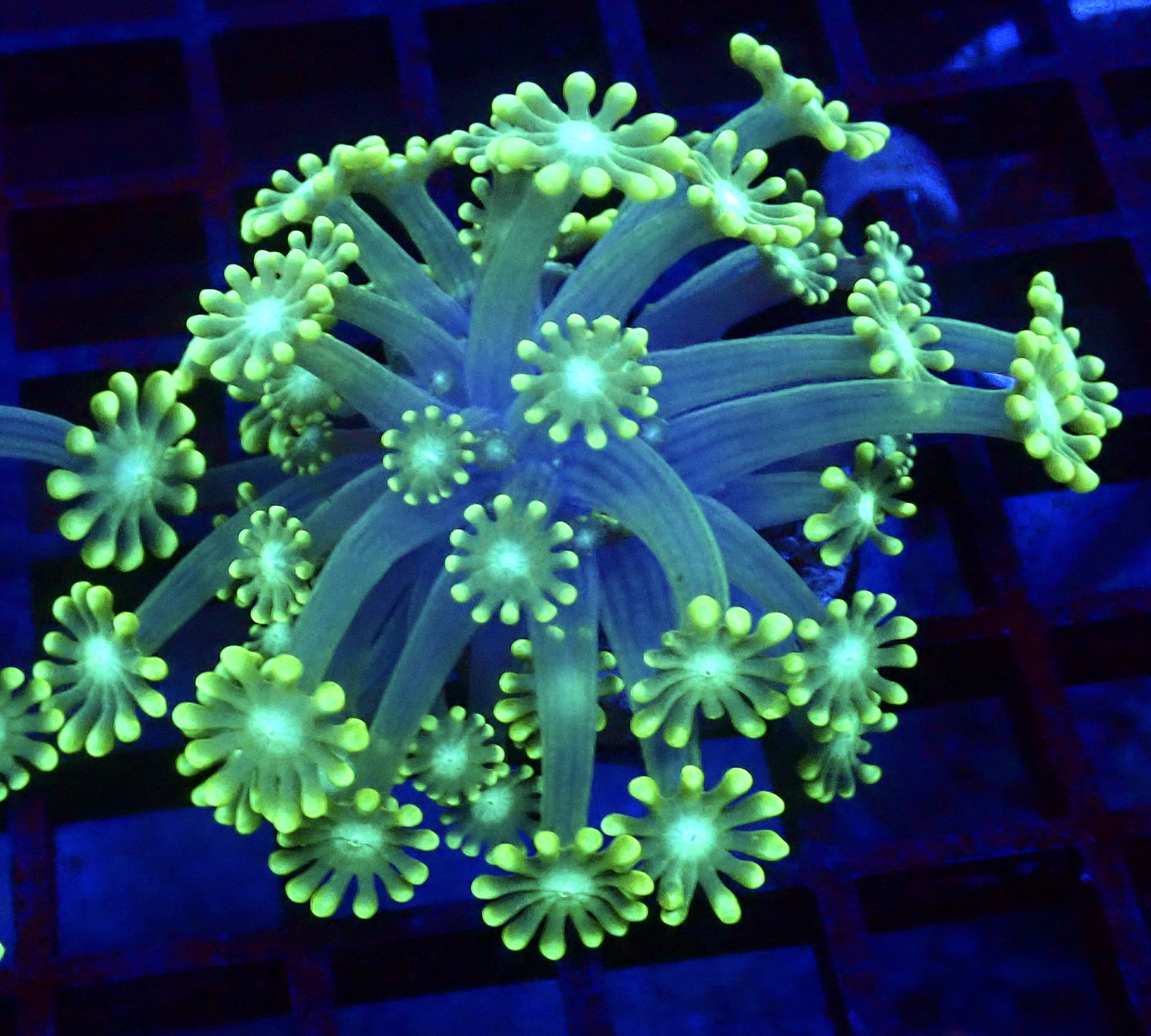 Super Green Floral Alvepora Large Frag 33 (Over 40 Polyps)