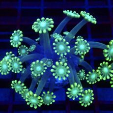 Super Green Floral Alvepora Large Frag 36 (Over 40 Polyps)